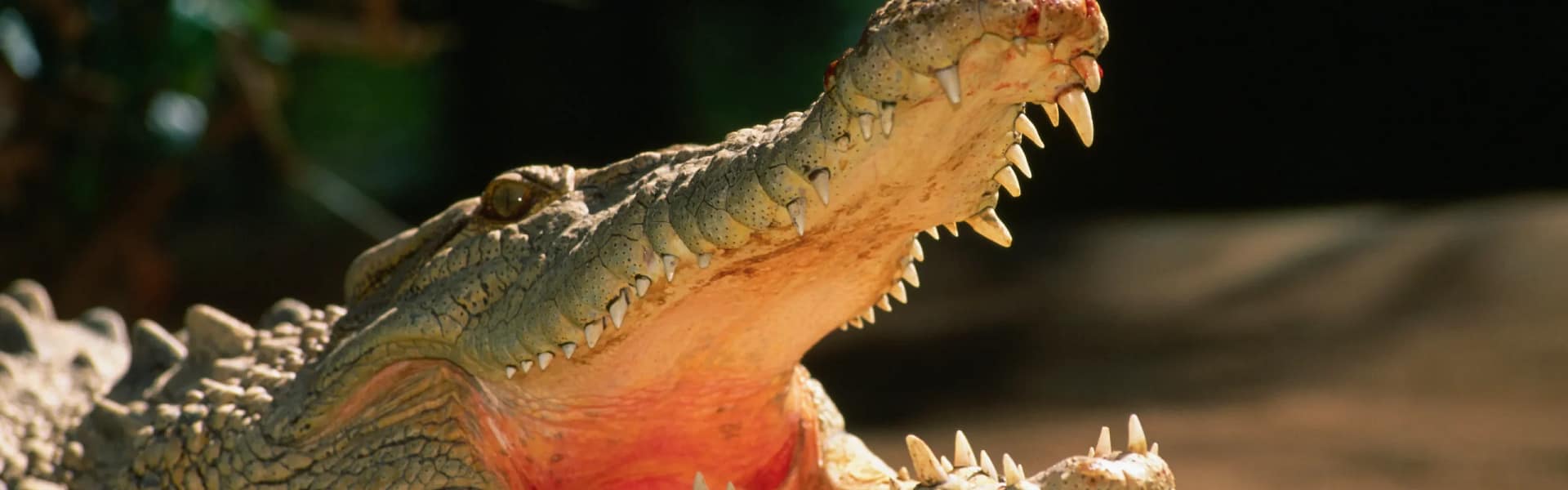 GettyImages 534341614 scaled